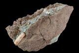 Phytosaur (Redondasaurus) Teeth In Sandstone - New Mexico #107063-1